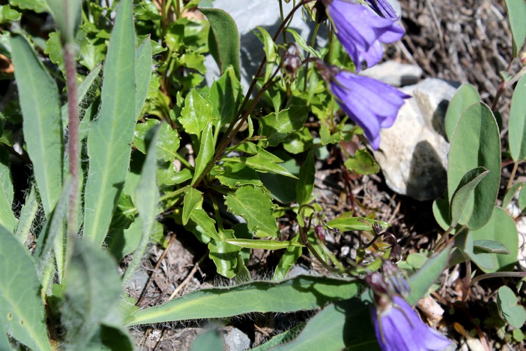 Campanula cochleariifolia (Campanulaceae)